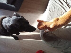 Relations chien chat