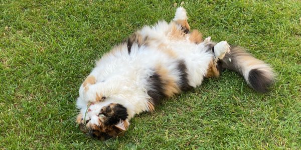 chat été 2