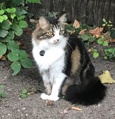 chat été 3