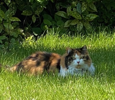 chat été 4