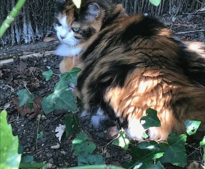 chat été 5